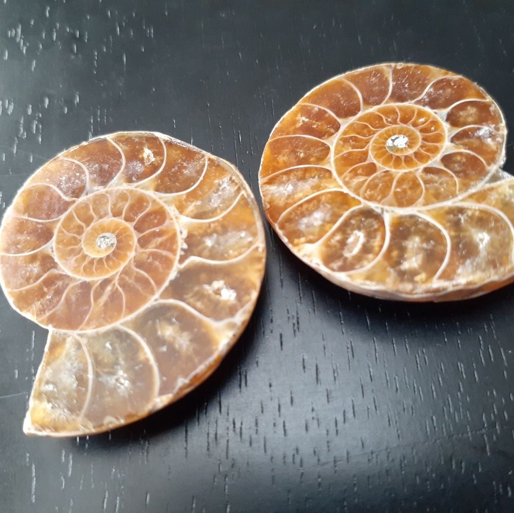 Ammonite Fossil - image 3
